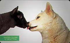 Benetton - Lupo e Agnello