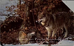 Animali Nei Parchi Nazionali - Lupo