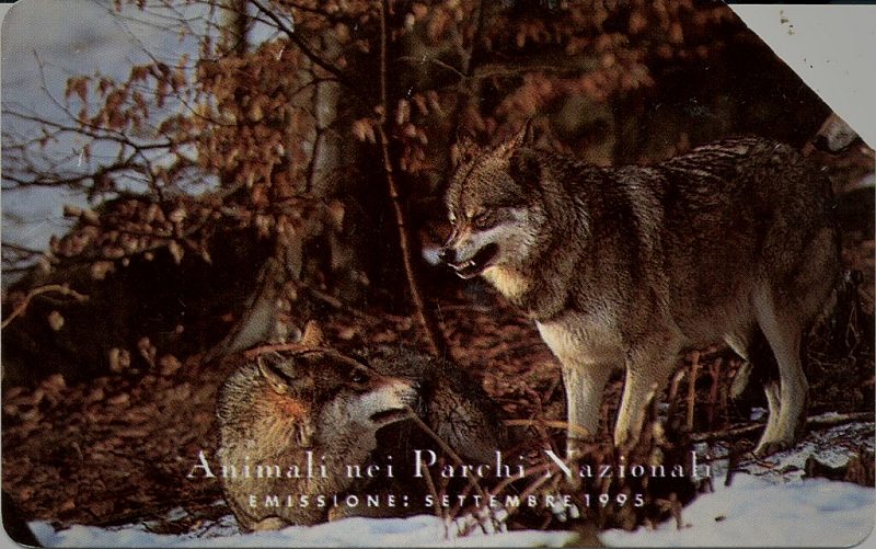 Animali Nei Parchi Nazionali - Lupo