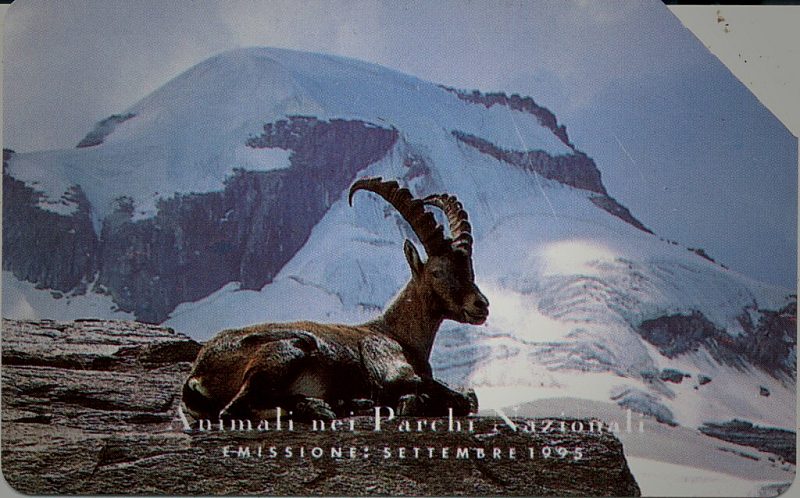 Animali Nei Parchi Nazionali - Stambecco