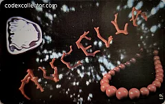 Aucella (1997)