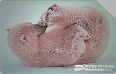 Animali per modo di dire - L'orso
