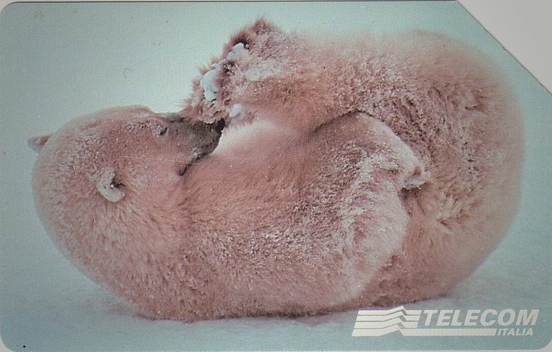 Animali per modo di dire - L'orso