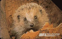 Animali per modo di dire - Il Riccio