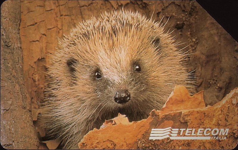 Animali per modo di dire - Il Riccio