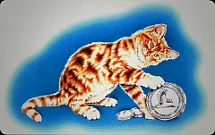 C.F.N. - Cat