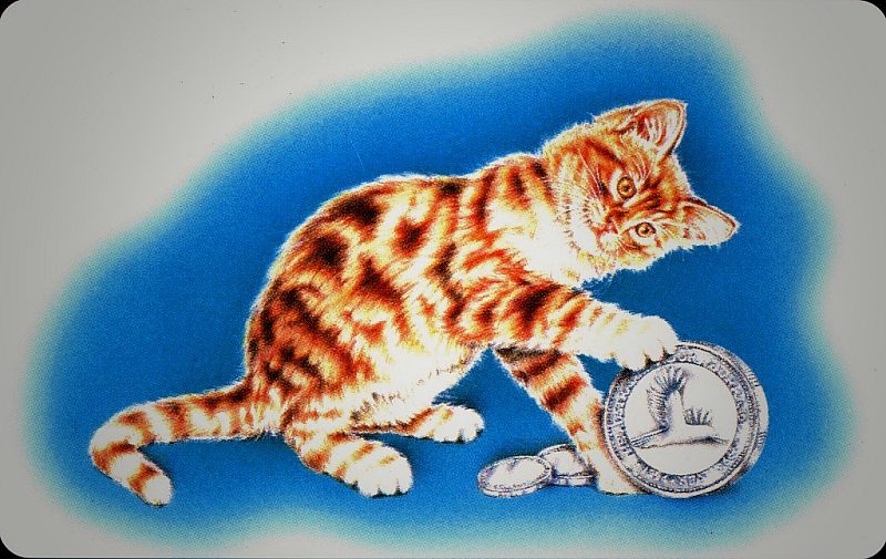 C.F.N. - Cat