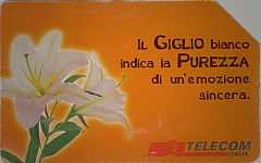 Messaggi Floreali - Giglio