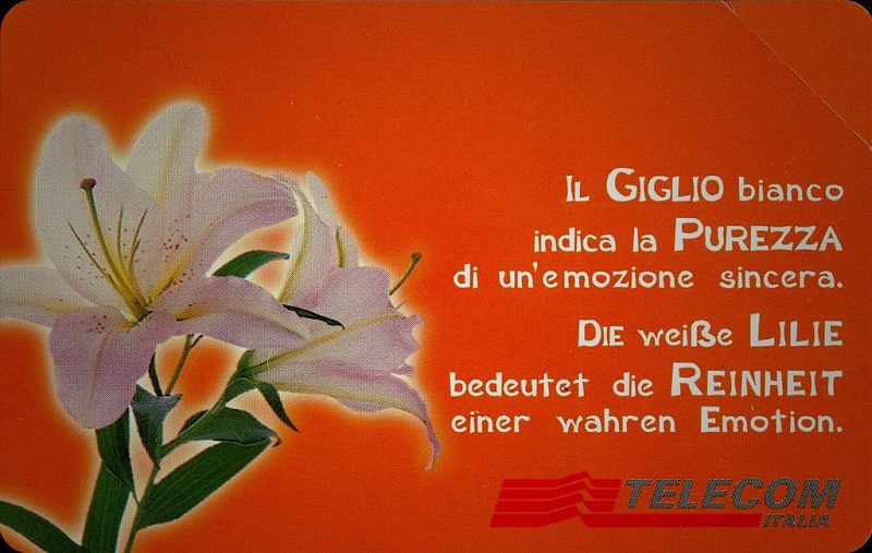 Messaggi Floreali - Giglio