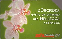 Messaggi Floreali - Orchidea