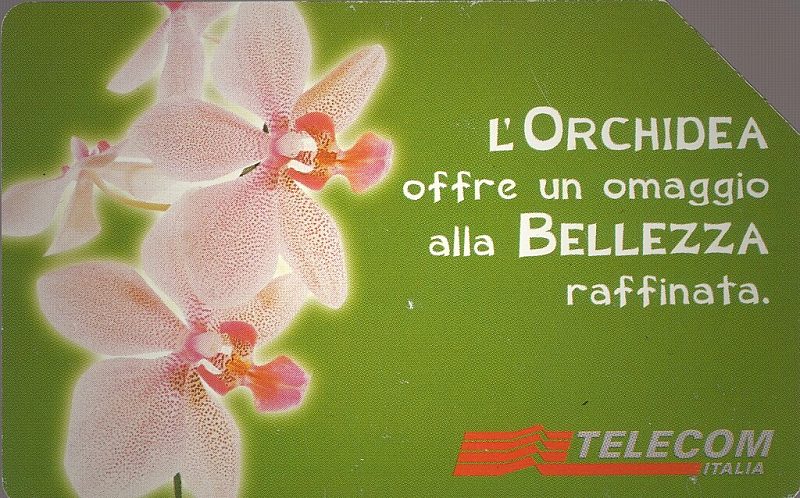 Messaggi Floreali - Orchidea