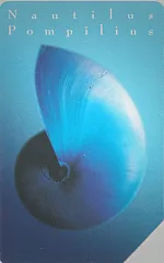 Gioielli Del Mare - Nautilus Pompilius