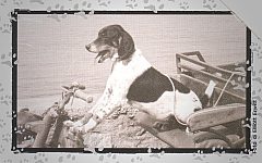 Al Mio Cane Manca... - Freddie