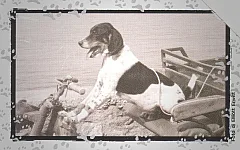Al Mio Cane Manca... - Freddie