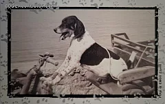 Al Mio Cane Manca... - Freddie (L. 10.000)