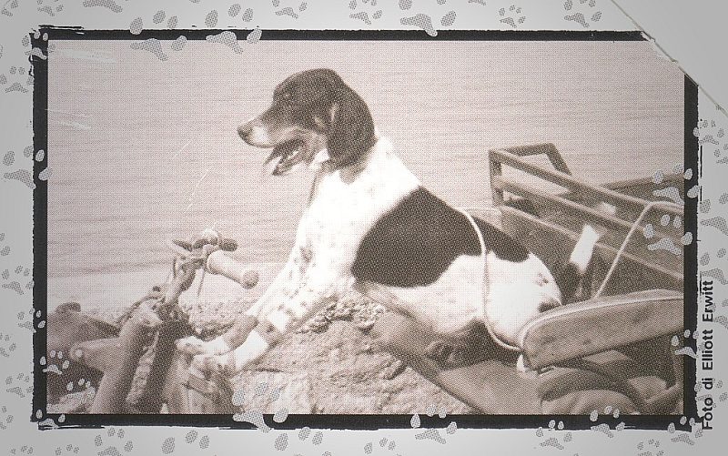 Al Mio Cane Manca... - Freddie
