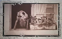 Al Mio Cane... - Aspettami (L. 5.000)