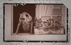 Al Mio Cane... - Aspettami