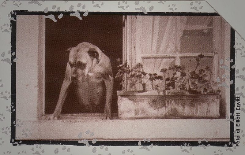 Al Mio Cane... - Aspettami