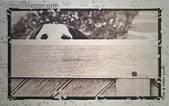 Al Mio Cane... - Attenti Alla Spia (L. 5.000)