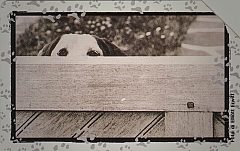 Al Mio Cane... - Attenti Alla Spia