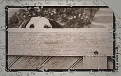 Al Mio Cane... - Attenti Alla Spia