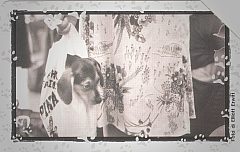 Al Mio Cane... - Bagaglio A Mano