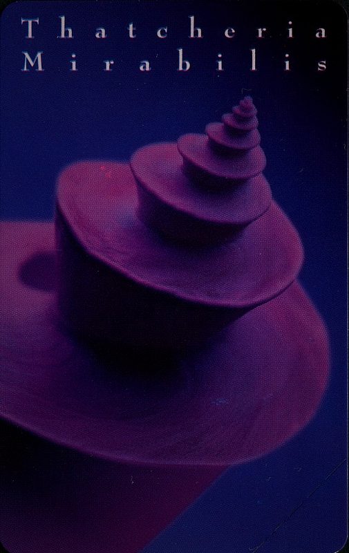 Gioielli Del Mare - Thatcheria Mirabilis