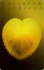 Gioielli Del Mare - Corculum Cardissa