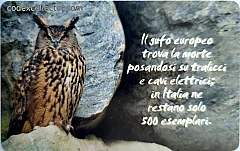 Animali Che... - Il Gufo (L. 10.000)