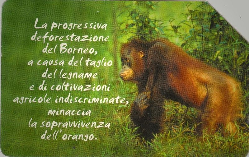 Animali Che... - Orango