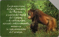Animali Che... - Orango