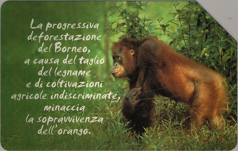 Animali Che... - Orango