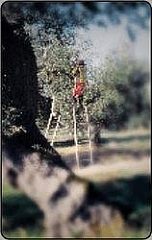 98° Veronafil - La Raccolta