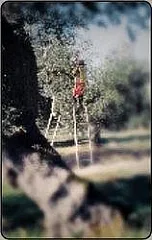 98° Veronafil - La Raccolta
