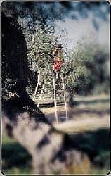 98° Veronafil - La Raccolta