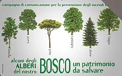Il Bosco Da Salvare - Alberi