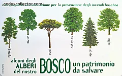 Il Bosco Da Salvare - Alberi (€ 2,50)