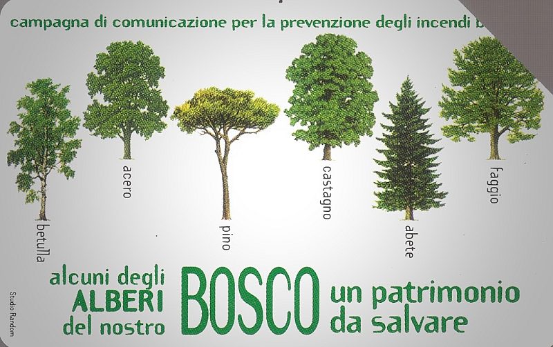 Il Bosco Da Salvare - Alberi