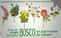 Il Bosco Da Salvare - Fiori
