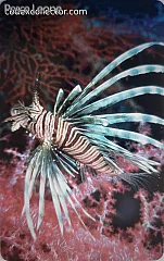 L'atollo e i suoi abitanti - Pesce Leone (€ 2,50)