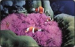 L'atollo e i suoi abitanti - Pesce Pagliaccio