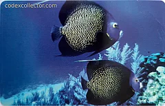 L'atollo e i suoi abitanti - Pesce Angelo Maculato (€ 2,50)