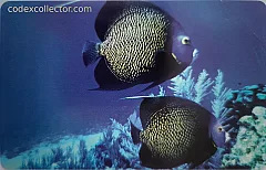 L'atollo e i suoi abitanti - Pesce Angelo Maculato (€ 2,50)