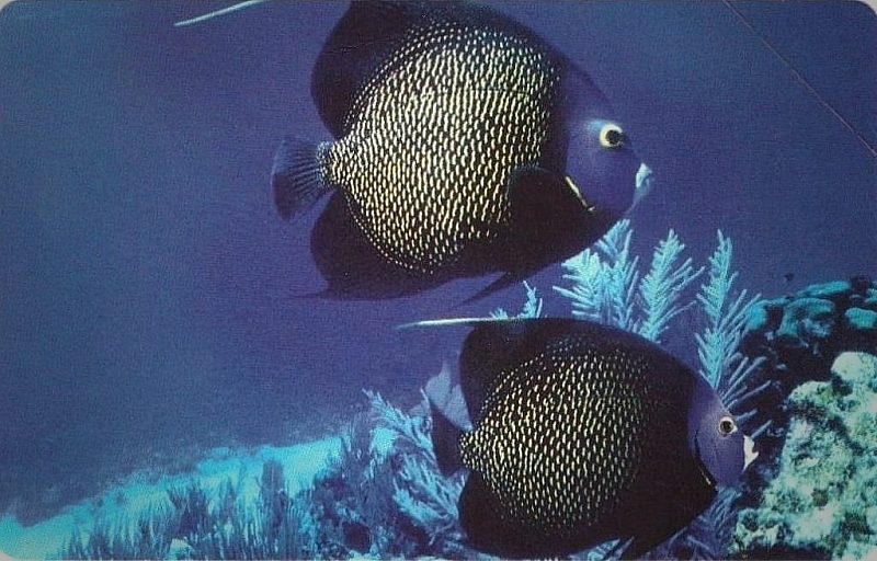 L'atollo e i suoi abitanti - Pesce Angelo Maculato