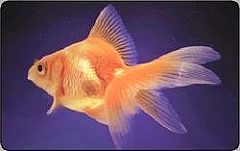 L'atollo e i suoi abitanti - Pesce D'Oro