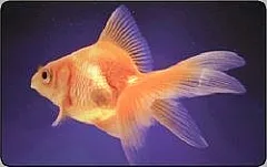 L'atollo e i suoi abitanti - Pesce D'Oro