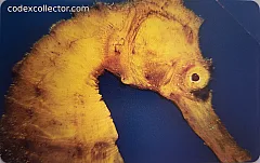 L'atollo e i suoi abitanti - Cavallo Marino Arancione (€ 2,50)