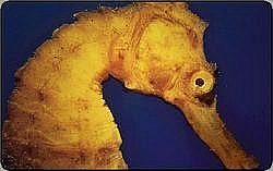 L'atollo e i suoi abitanti - Cavallo Marino Arancione