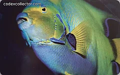 L'atollo e i suoi abitanti - Pesce Angelo Regina (€ 2,50)